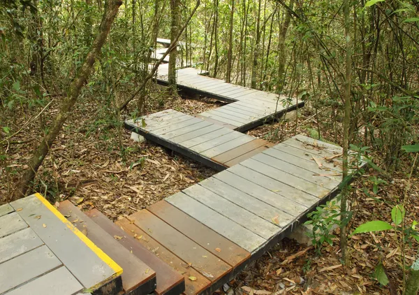 Wooden boardwalk in forest — Stock Photo, Image