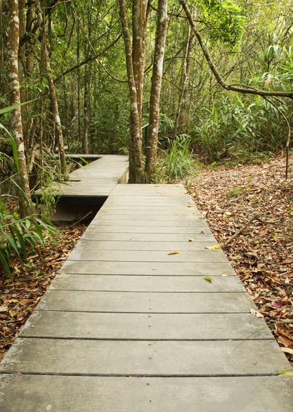 Wooden boardwalk in forest — Stock Photo, Image