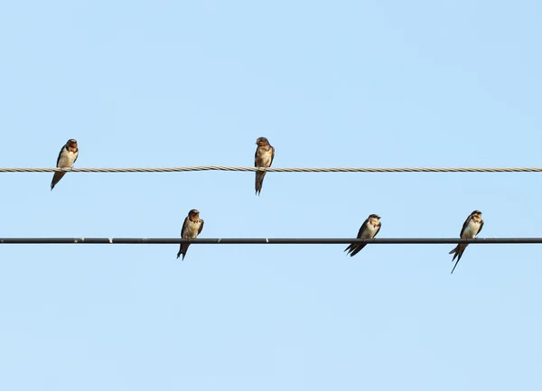 Sparrow sitting on the power cable — Stock Photo, Image