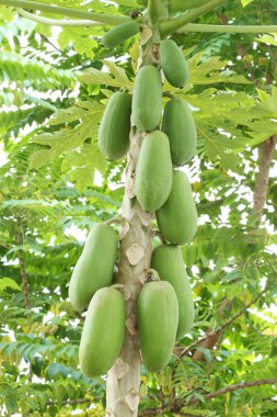 Ağaçtaki papaya