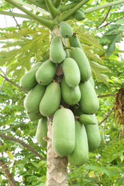 Ağaçtaki papaya