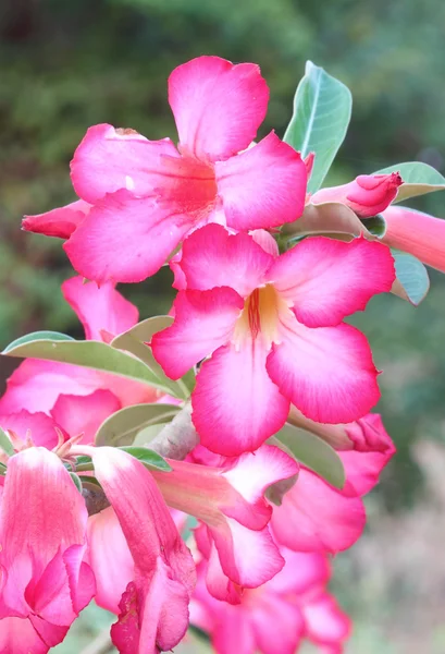 热带花卉粉红色夹竹桃 (沙漠玫瑰) — 图库照片