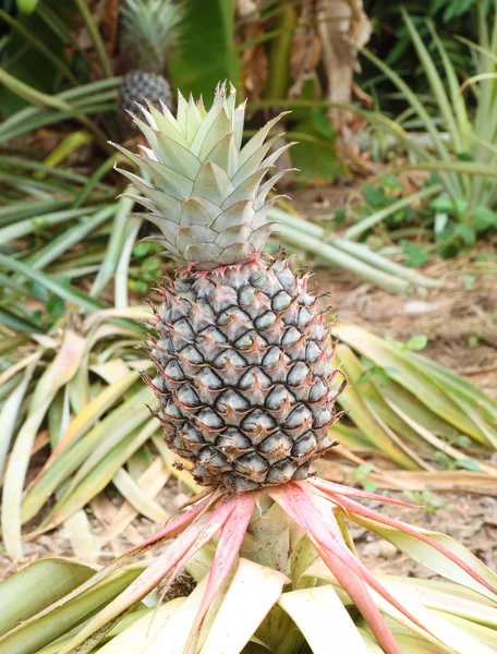 Pěstování ananasu rostlin — Stock fotografie