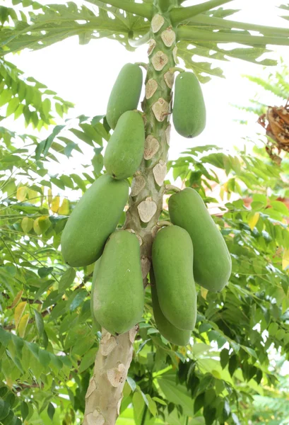 Papaya auf dem Baum — Stockfoto