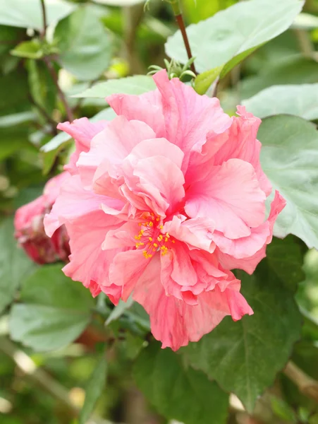 Pink hibiscus flower (Malvaceae, mallow family) — Stock Photo, Image