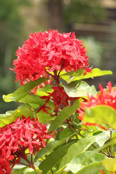 Géranium de jungle (Ixora coccinea) Couleur rouge — Photo