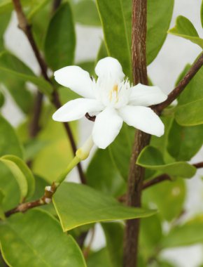 Stephan otis çiçek