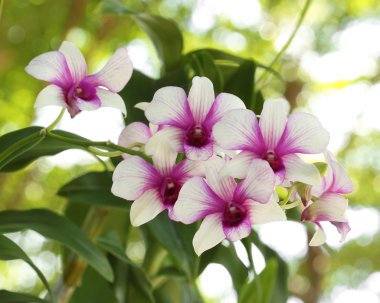 güzel mor beyaz orkide çiçek