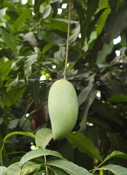 Ağaçtaki mango. — Stok fotoğraf