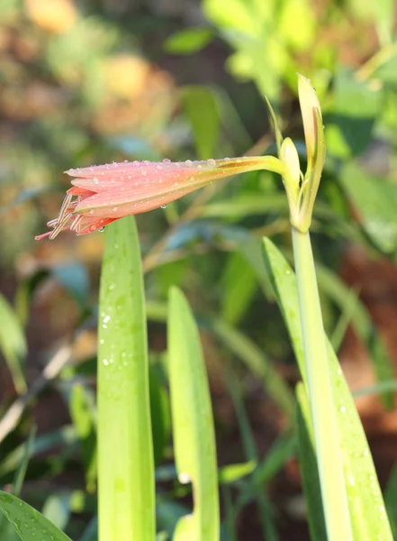 Amarílis laranja flor — Fotografia de Stock