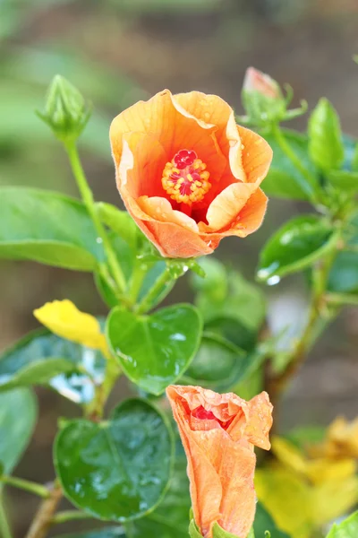 Narancssárga Hibiszkusz virág — Stock Fotó