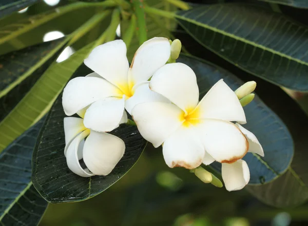 Valkoinen ja keltainen frangipani kukat — kuvapankkivalokuva