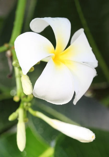 White and yellow frangipani flowers — Stock Photo, Image