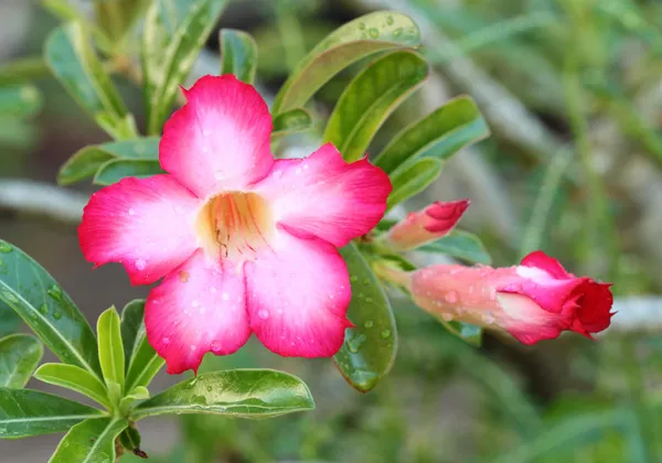 Adenium tropická květina růžová. — Stock fotografie