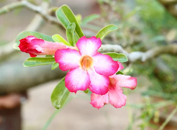 热带花卉粉红色沙漠. — 图库照片