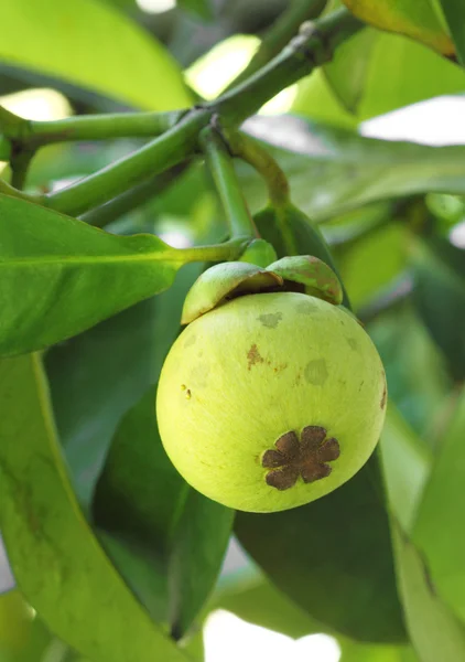 Young mangosteen on tree — Stock Photo, Image
