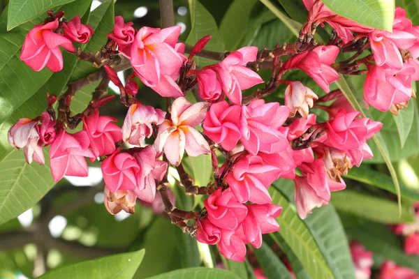 Kwiat Frangipani lub leelawadee kwiat na drzewie — Zdjęcie stockowe