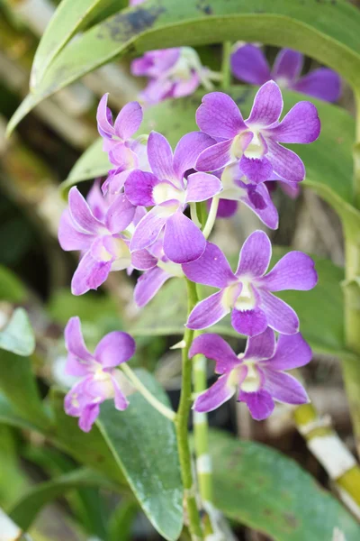 Bela flor de orquídea roxa — Fotografia de Stock