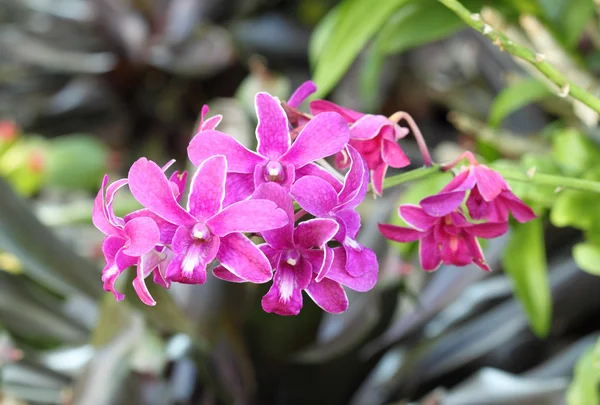 Bela flor de orquídea rosa — Fotografia de Stock