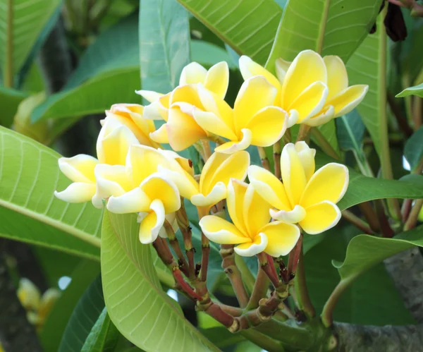 Fiore di frangipani o fiore di Leelawadee sull'albero — Foto Stock