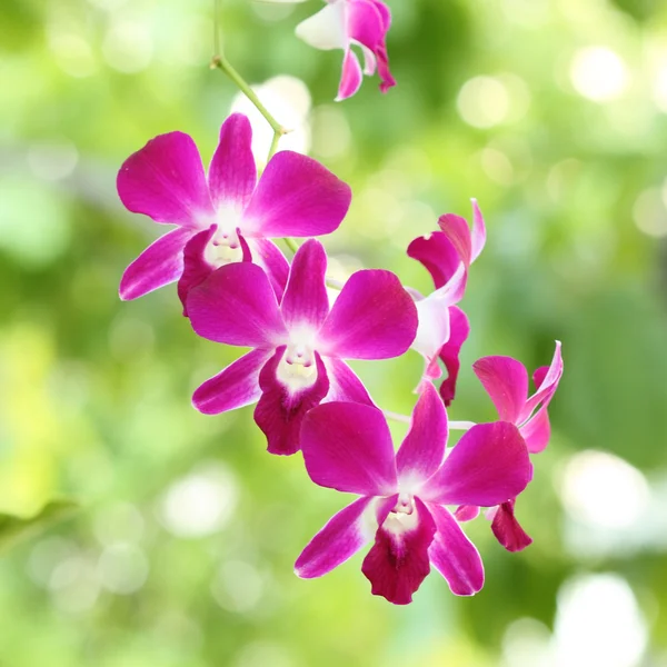 Schöne lila Orchideenblume — Stockfoto