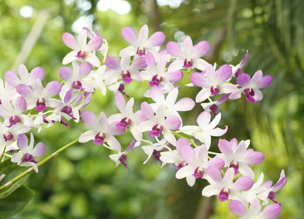 Schöne lila weiße Orchideenblume — Stockfoto