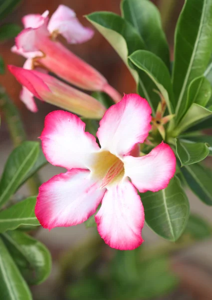 Tropisk blomma rosa adenium — Stockfoto