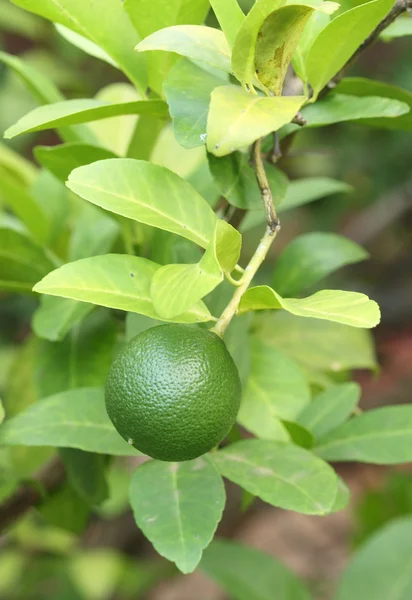 Groene citroenen op boom — Stockfoto