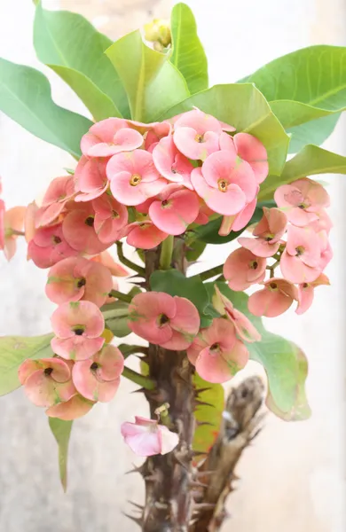 Crown of thorns flowers — Stock Photo, Image