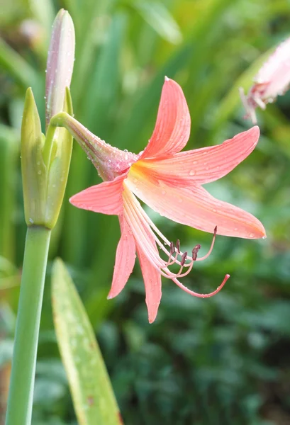 Turuncu amaryllis çiçek — Stok fotoğraf