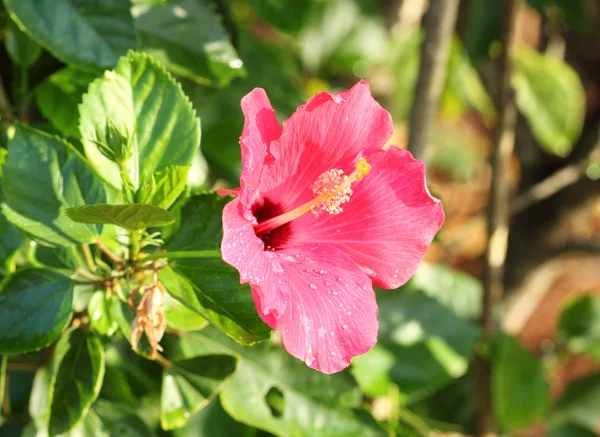 Różowy kwiat Hibiskusa — Zdjęcie stockowe