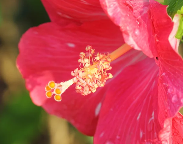 Roze hibiscus bloem pollen — Stockfoto