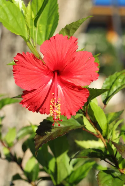 Flor vermelha de Hibisco — Fotografia de Stock