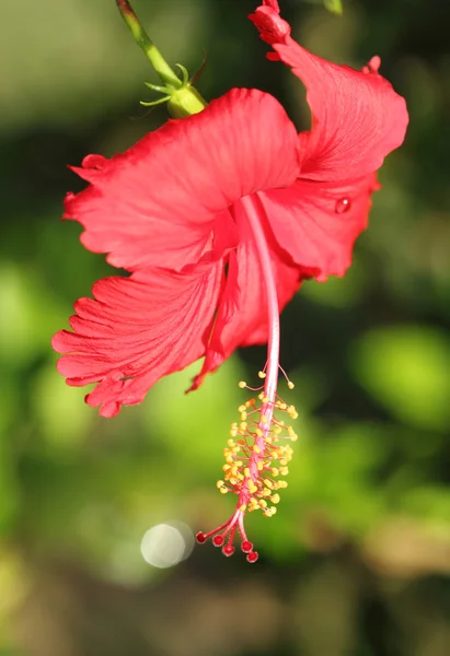 Czerwony kwiat hibiskusa — Zdjęcie stockowe