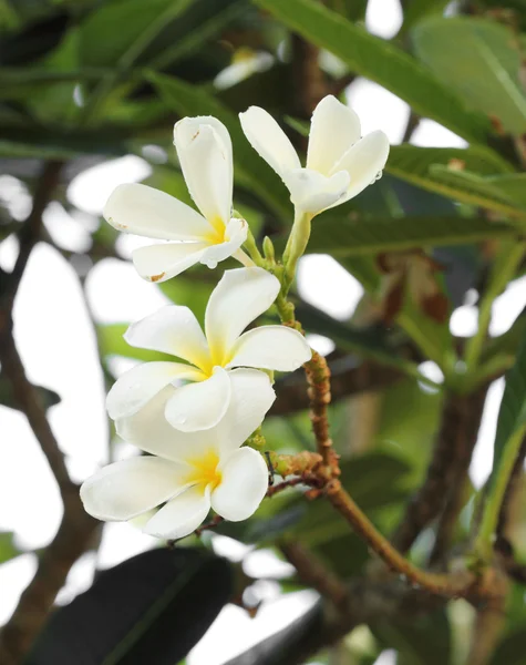 Valkoinen ja keltainen frangipani kukat — kuvapankkivalokuva
