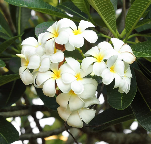 Valkoinen ja keltainen frangipani kukat — kuvapankkivalokuva