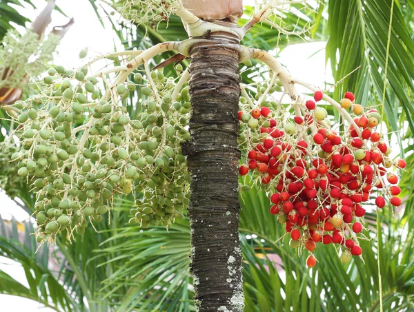 绿色和红色的槟榔 — 图库照片