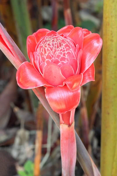 Torch ginger against lush tropical growth — Stock Photo, Image
