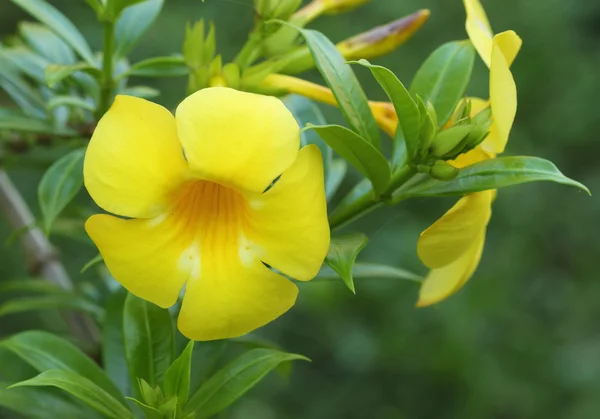 Allamanda oder goldene Trompete — Stockfoto