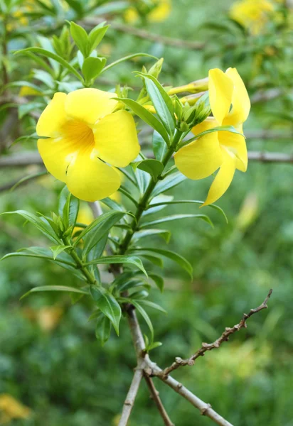 Allamanda eller gyllene trumpet — Stockfoto