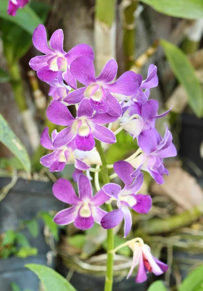 Bela flor de orquídea roxa — Fotografia de Stock
