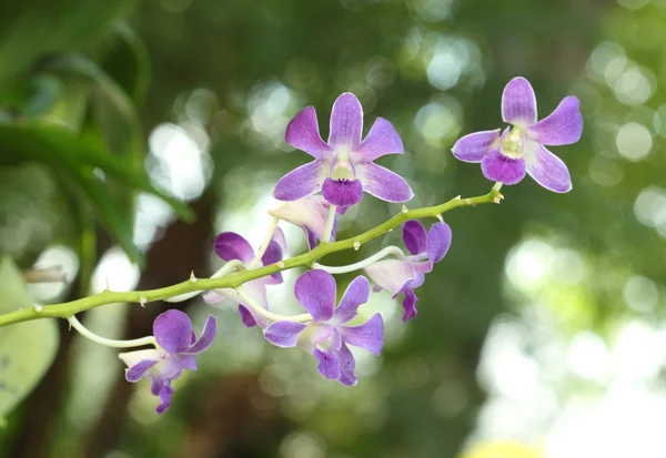 Bellissimo fiore viola orchidea — Foto Stock