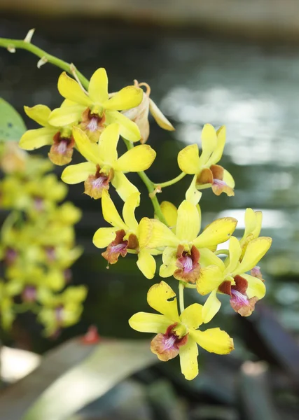 Vacker gul orkidé blomma — Stockfoto