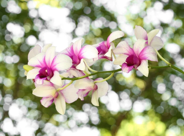 Schöne lila weiße Orchideenblume — Stockfoto