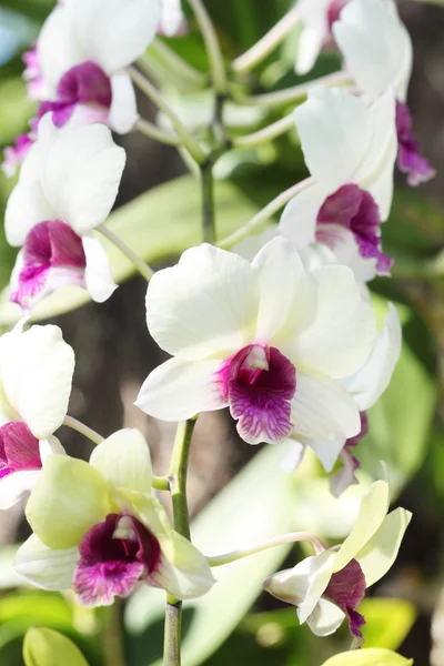 Bela flor de orquídea branca roxa — Fotografia de Stock