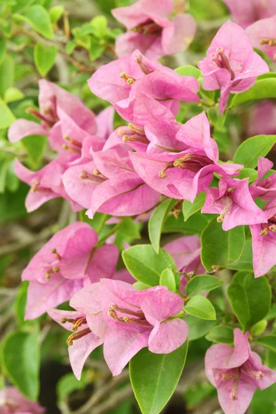 Pink bougainvillaea is blooming — Stock Photo, Image
