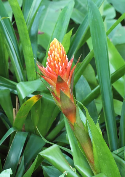 Red pineapple flower, (billbergia pyramidalis) — Stock Photo, Image
