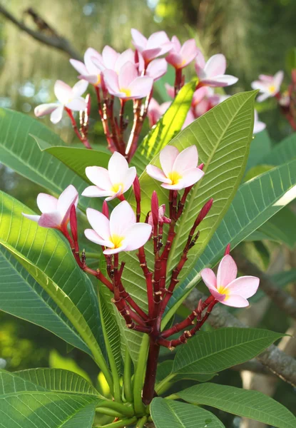 Fiore di frangipani o fiore di Leelawadee sull'albero — Foto Stock