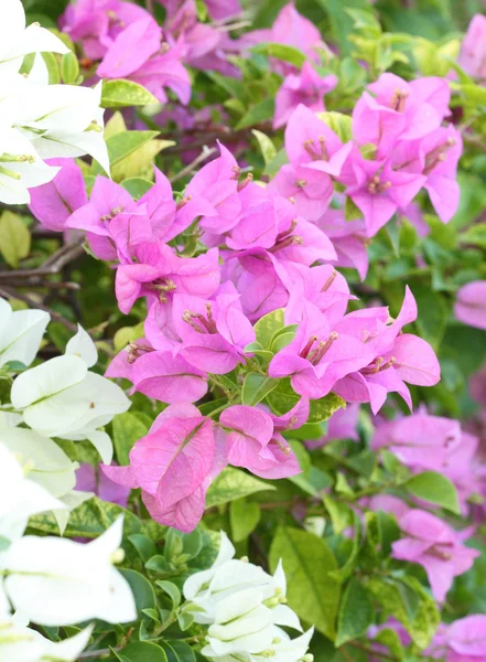 Bougainvillaea rosa e branco está florescendo — Fotografia de Stock