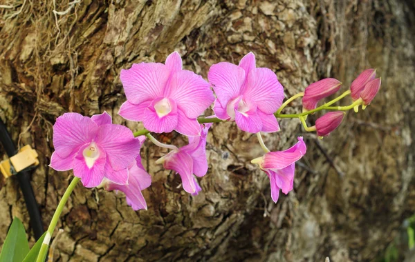 Bela flor de orquídea rosa — Fotografia de Stock